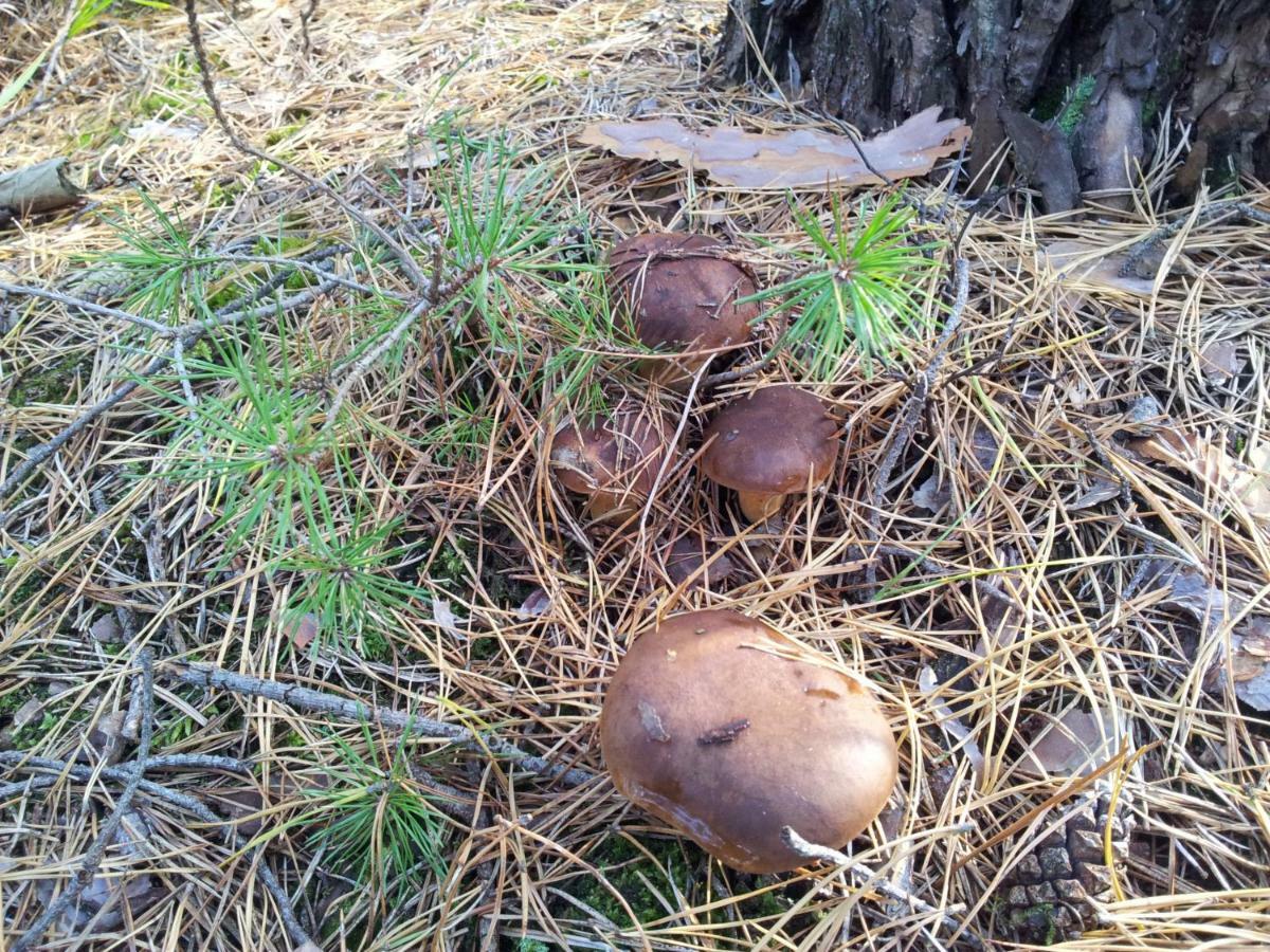 Stawy U Sikory - Dom Rybak - Agroturystyka I Lowisko Nowa Wies  Buitenkant foto
