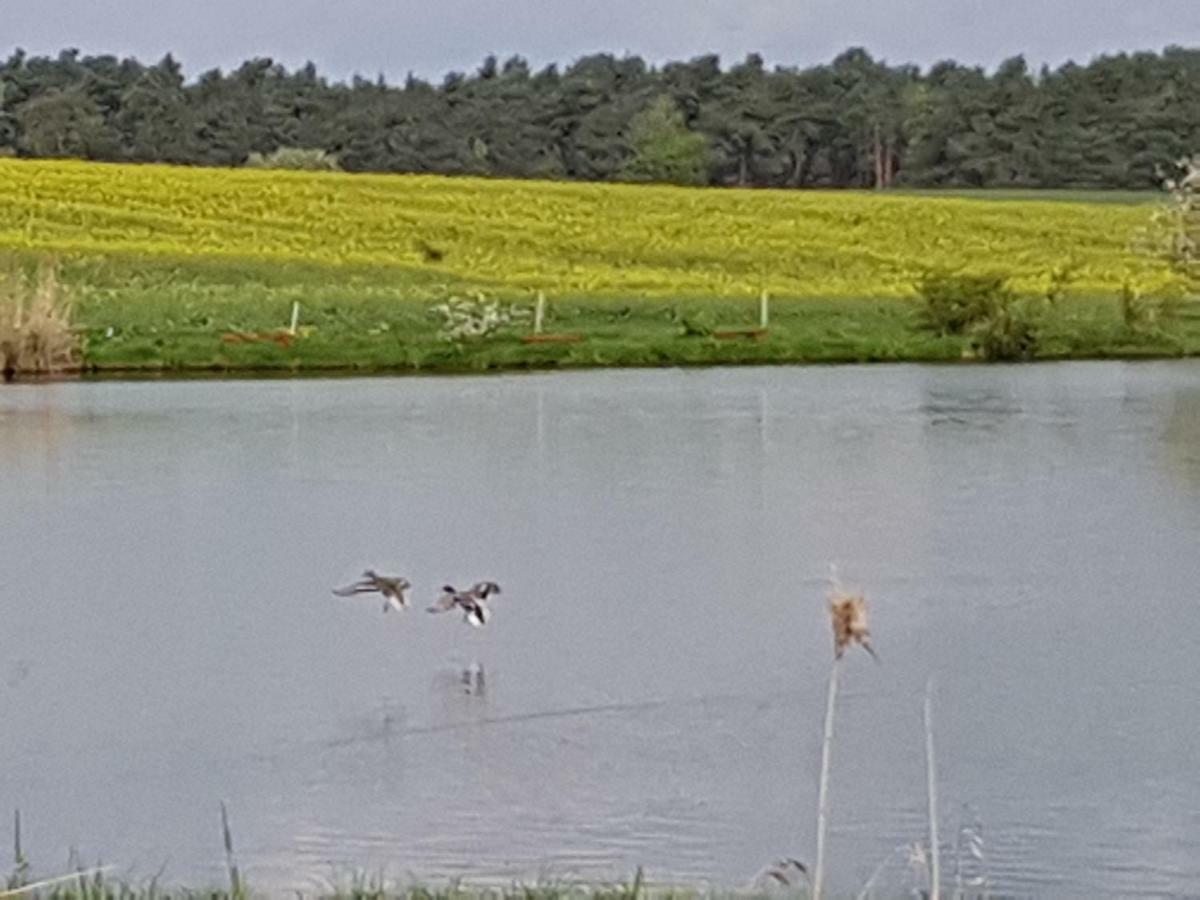 Stawy U Sikory - Dom Rybak - Agroturystyka I Lowisko Nowa Wies  Buitenkant foto